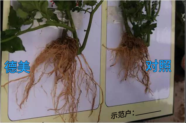 De-Mei Fertilizers set Demonstration Site in Yuanmou County, Yunnan Province(圖1) De-Mei Fertilizers set Demonstration Site in Yuanmou County, Yunnan Province(圖1)