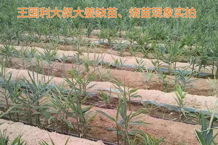 Demei organic carbon fertilizer usage case(圖2)